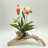 Small Pair of Lady Slippers w/ Big Leaves on Driftwood by Chabaket Conrad
