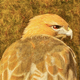 “Red-tailed Hawk Study I” by Donna Rawlins Sharpe