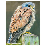 “The Kestrel” by Mary Steeves