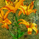 Yellow Lillies III by Donna Rawlins Sharpe