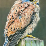 “The Kestrel” by Mary Steeves