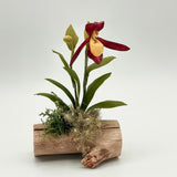 Small Single Lady Slipper w/ Big Leaves on Driftwood by Chabaket Conrad