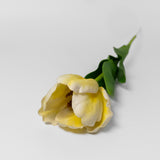 Yellow Tulip on Stem by Chabaket Conrad