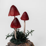Small Mushrooms on Driftwood by Chabaket Conrad