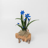 Blue Star Flower on Driftwood by Chabaket Conrad