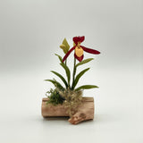 Small Single Lady Slipper w/ Big Leaves on Driftwood by Chabaket Conrad