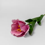 Pink Tulip on Stem by Chabaket Conrad
