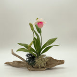 Large Single Bloomed Lady Slippers on Driftwood by Chaba Conrad